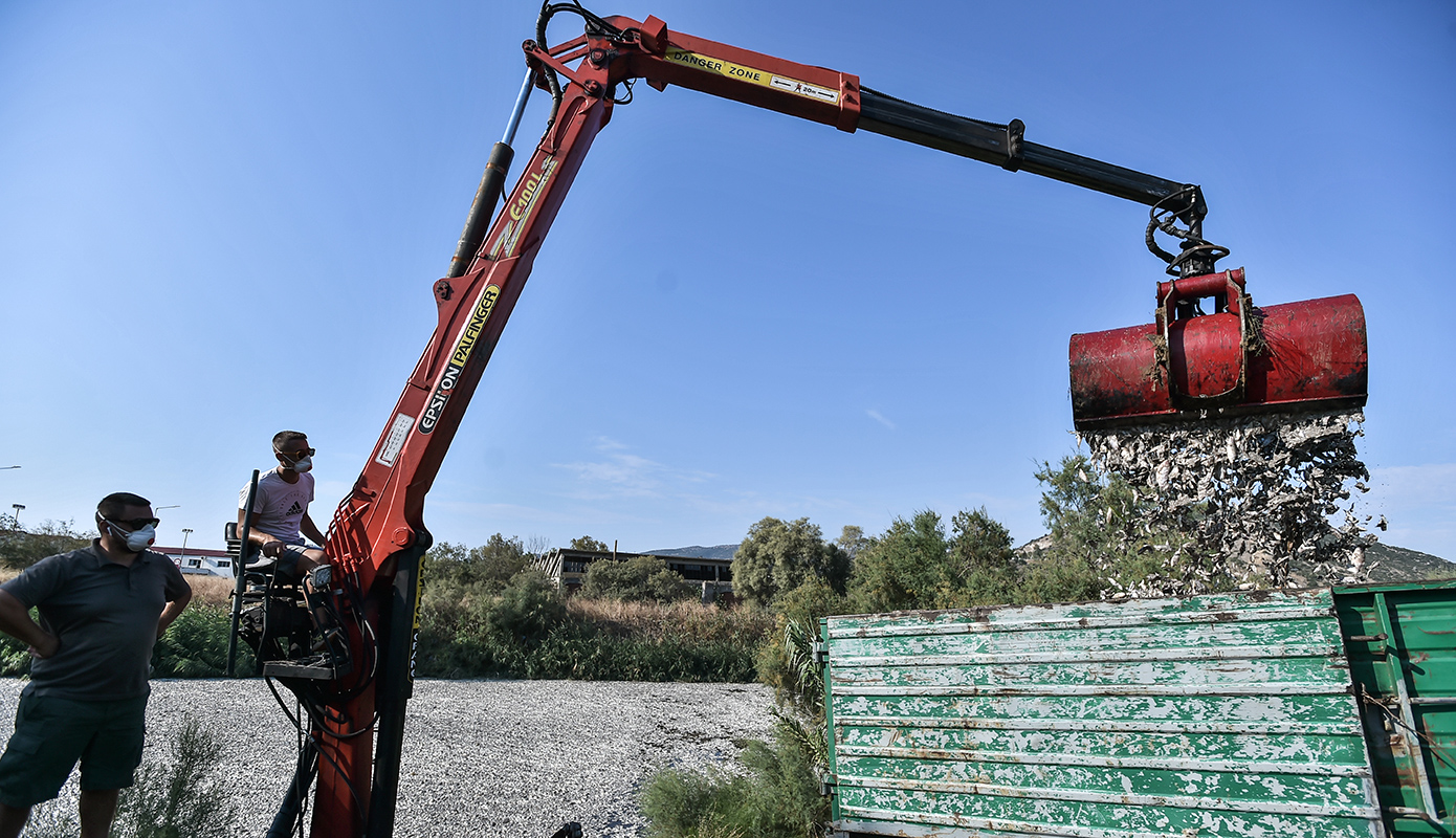 νεκρα ψαρια