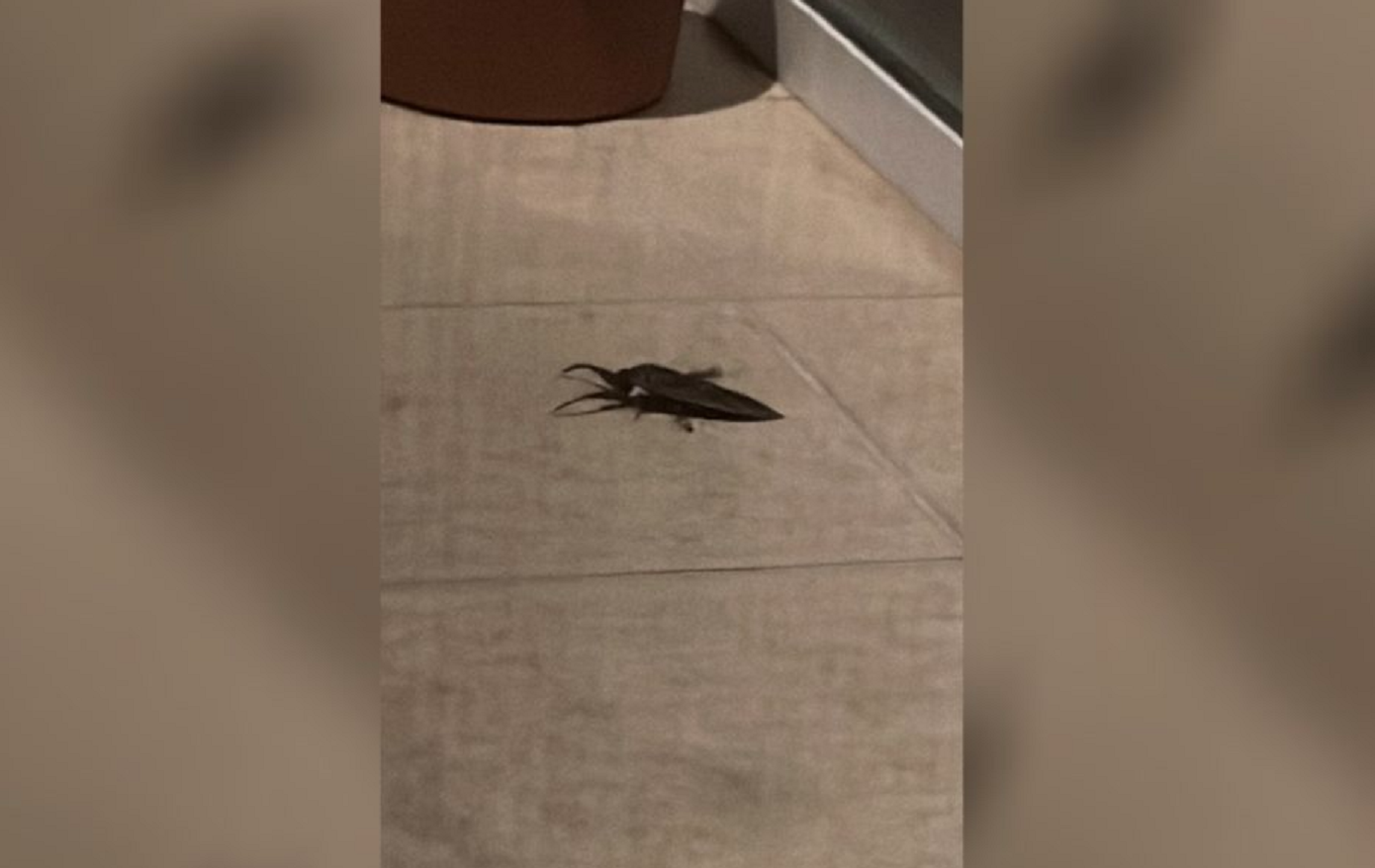 Λιθόκερος βρέθηκε σε μπαλκόνι στη Λάρισα – Το σπάνιο έντομο που μοιάζει με κατσαρίδα και κολυμπάει