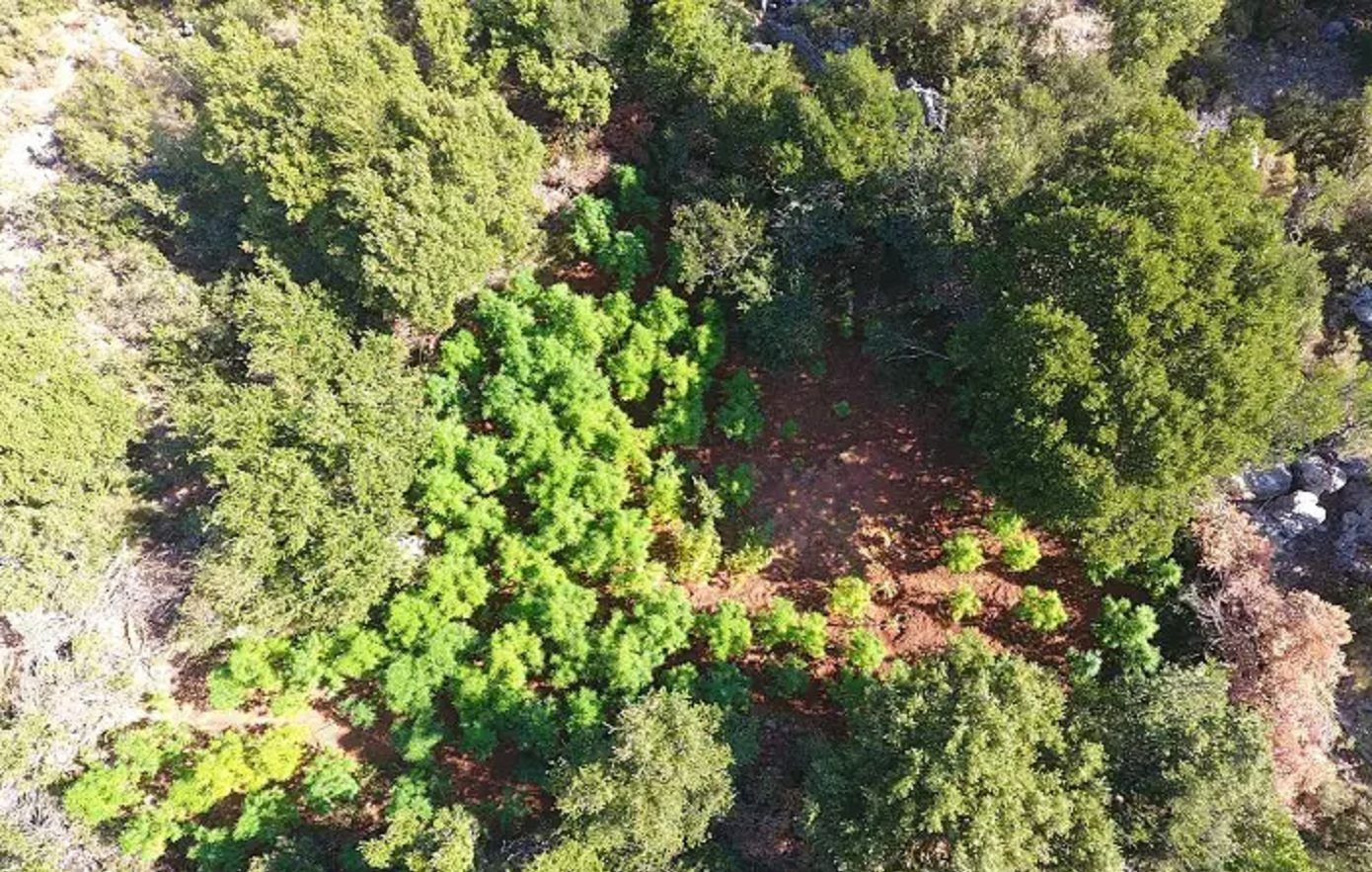 Φυτείες κάνναβης εντοπίστηκαν στην Καλαμάτα – Δύο μέτρα ύψος είχαν τα δενδρύλλια