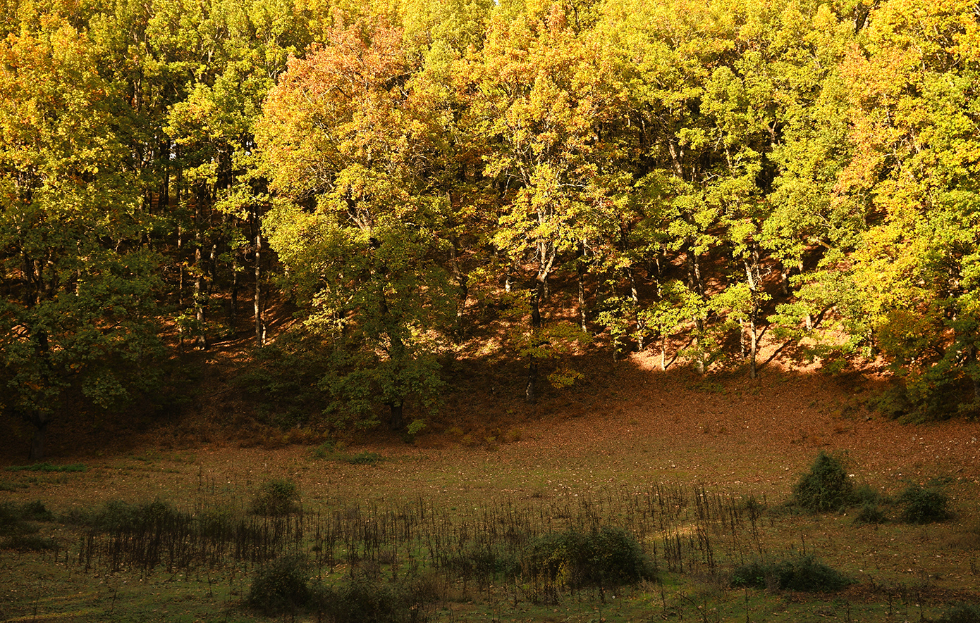 Το Δάσος της Φολόης