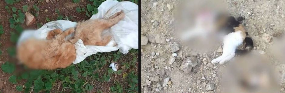 Νέα ντοκουμέντα φρίκης με τα αποκεφαλισμένα γατάκια στην Κυψέλη – Πέντε ζωάκια νεκρά σε 9 μήνες