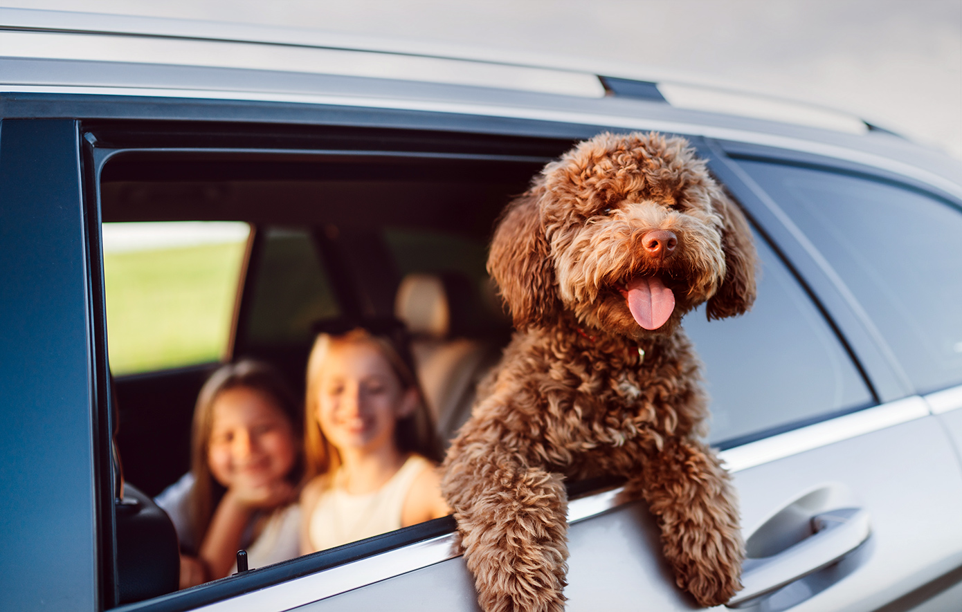Ταξίδι κατοικίδιο Ταξίδι κατοικίδιο