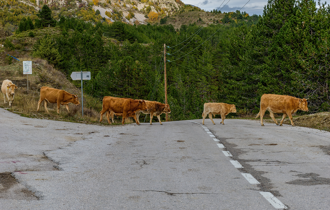 Βραδέτο Ζαγόρια Βραδέτο Ζαγόρια