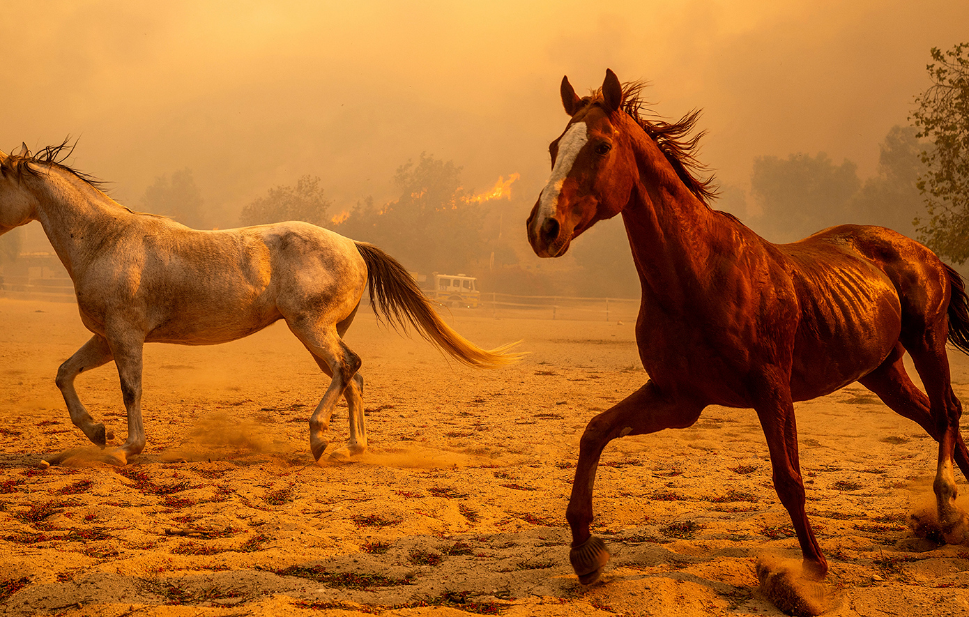 Η «Mountain Fire» κατακαίει το Λος Άντζελες, πάνω από 100 σπίτια έγιναν παρανάλωμα του πυρός – Συγκλονιστικές εικόνες