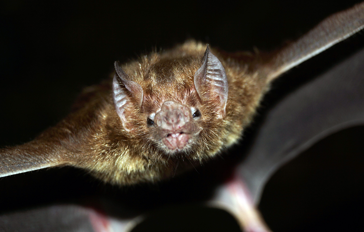 Νυχτερίδα Νυχτερίδα