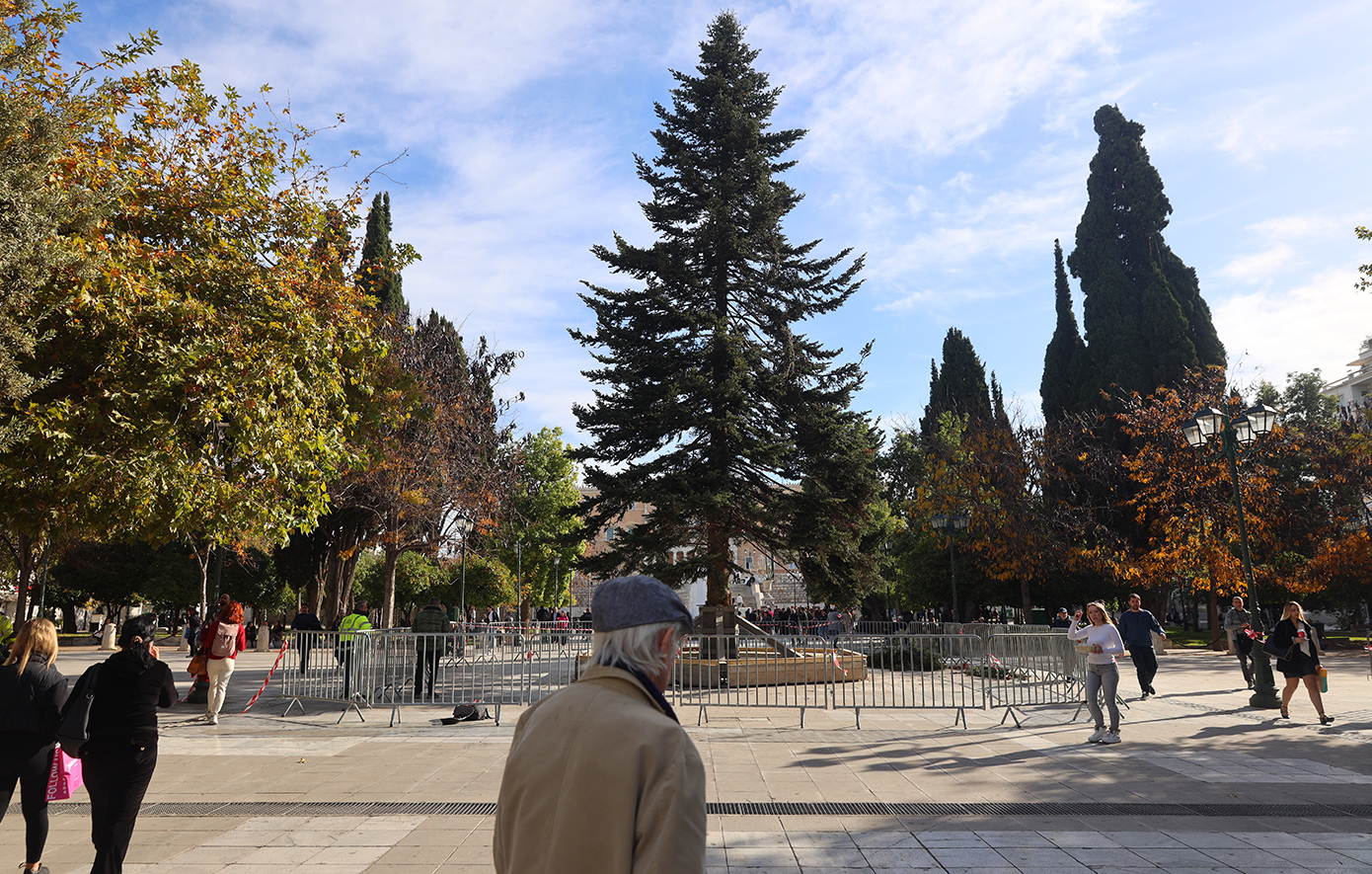 Στήθηκε το χριστουγεννιάτικο δέντρο στο Σύνταγμα – Έχει ύψος 19,5 μέτρα και είναι 60 ετών
