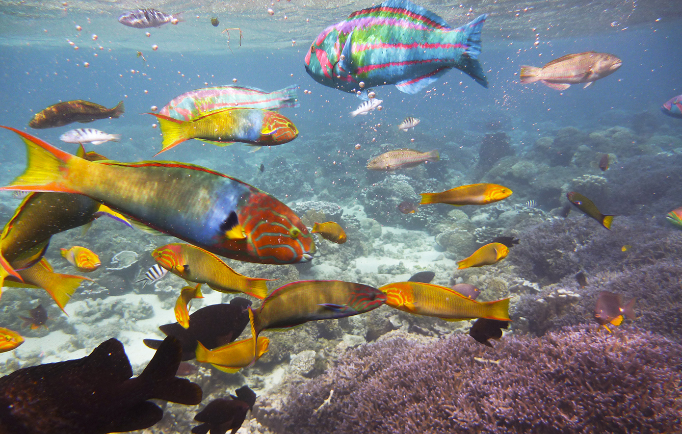 Νήσος Λορντ Χάου Αυστραλία Νήσος Λορντ Χάου Αυστραλία