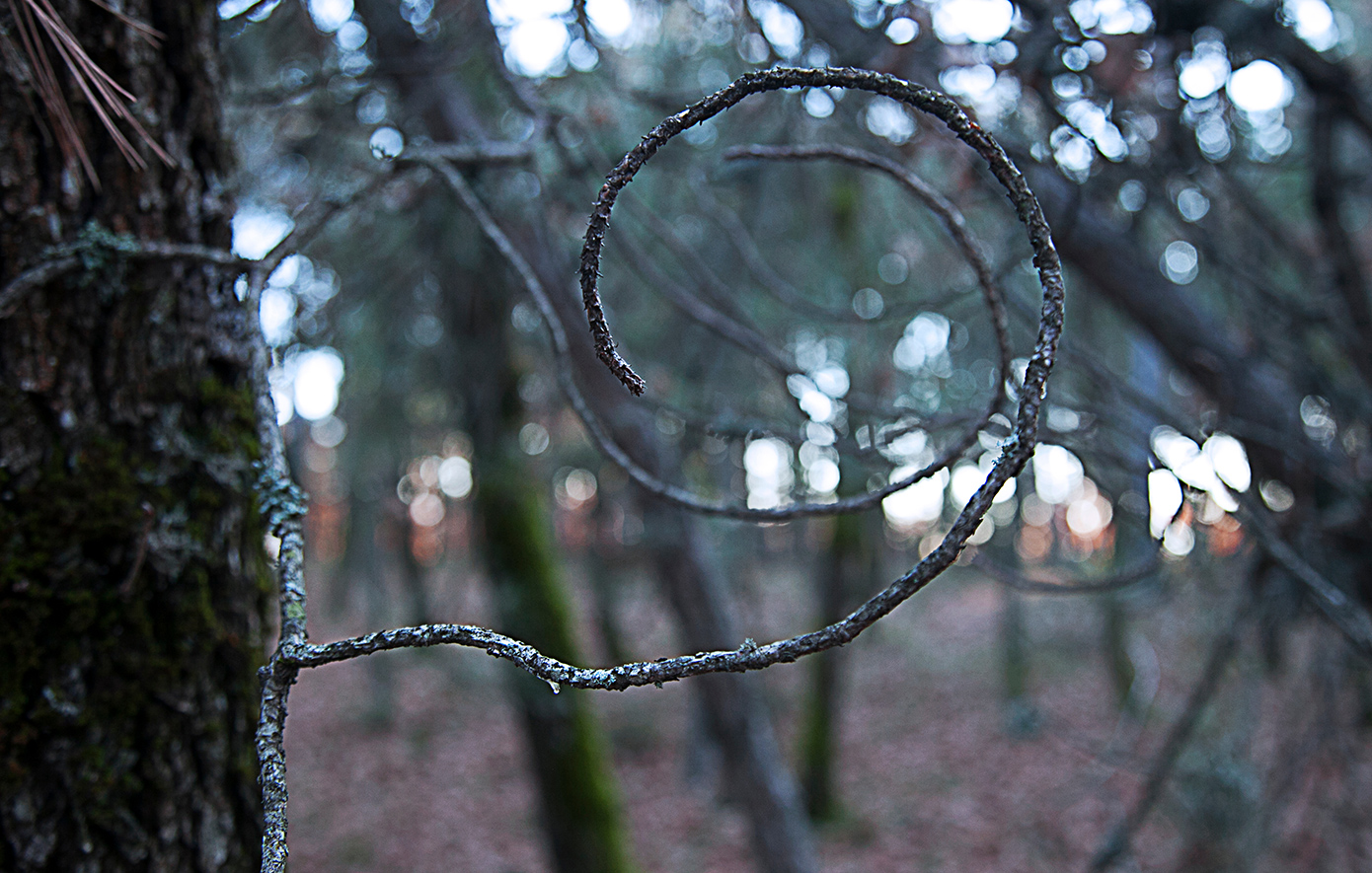 Δάσος Μογγοστού Κορινθία