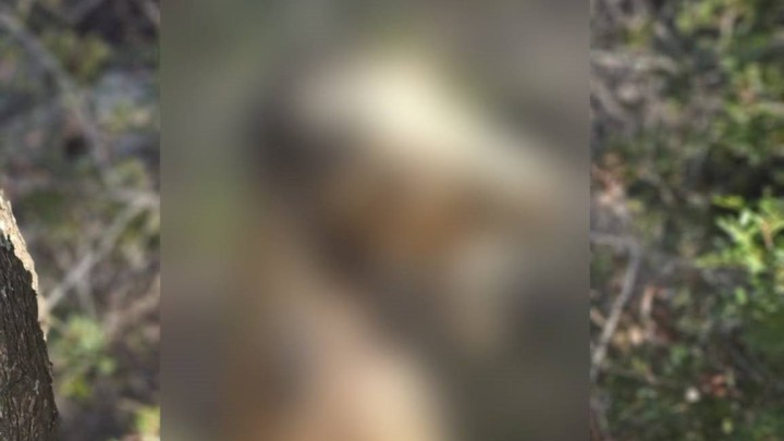 Κτηνωδία στη Ρόδο: Κρέμασαν σκύλο σε δέντρο – Αναζητείται ο δράστης