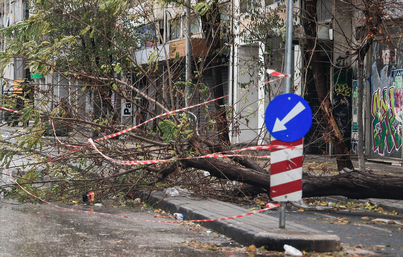 Γιατί έπεσαν τα δέντρα από την κακοκαιρία «Bora» στη Θεσσαλονίκη – Ποια είδη δεν πρέπει να φυτεύονται σε πόλεις