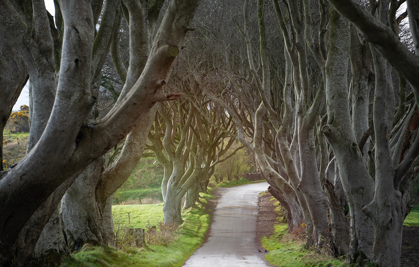 The Dark Hedges Βόρεια Ιρλανδία The Dark Hedges Βόρεια Ιρλανδία