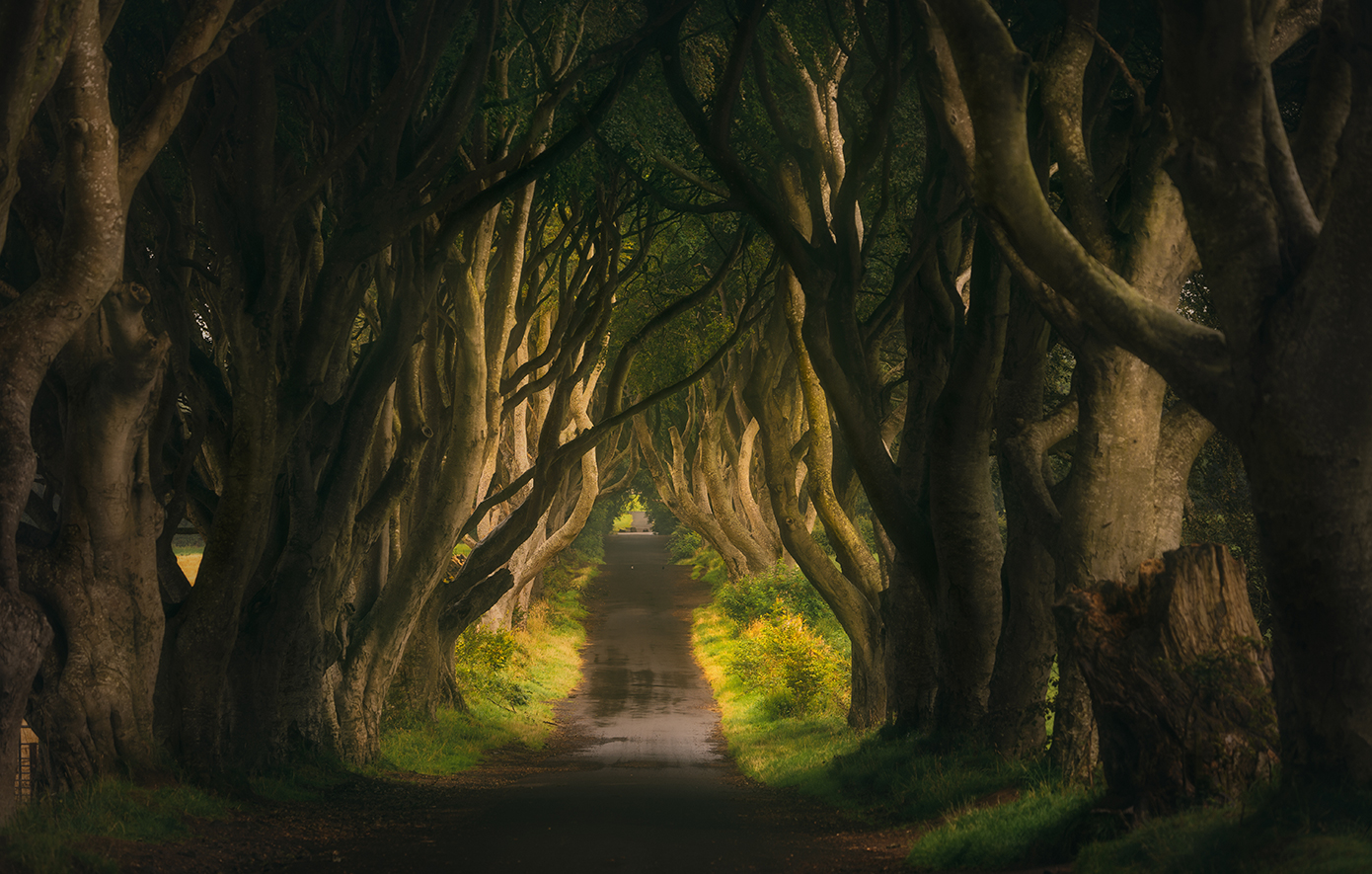 The Dark Hedges Βόρεια Ιρλανδία The Dark Hedges Βόρεια Ιρλανδία