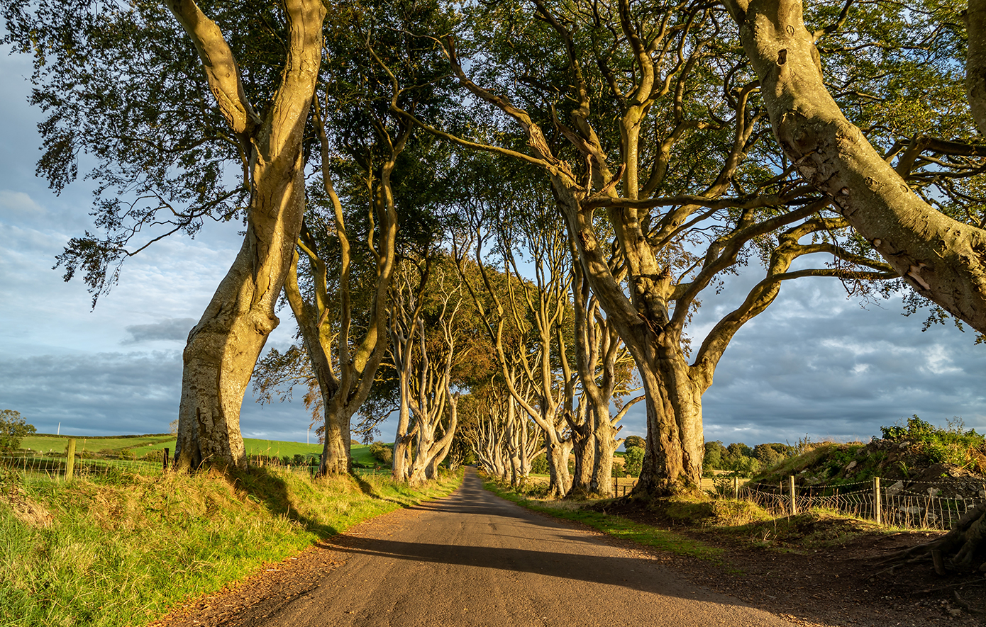 The Dark Hedges Βόρεια Ιρλανδία The Dark Hedges Βόρεια Ιρλανδία