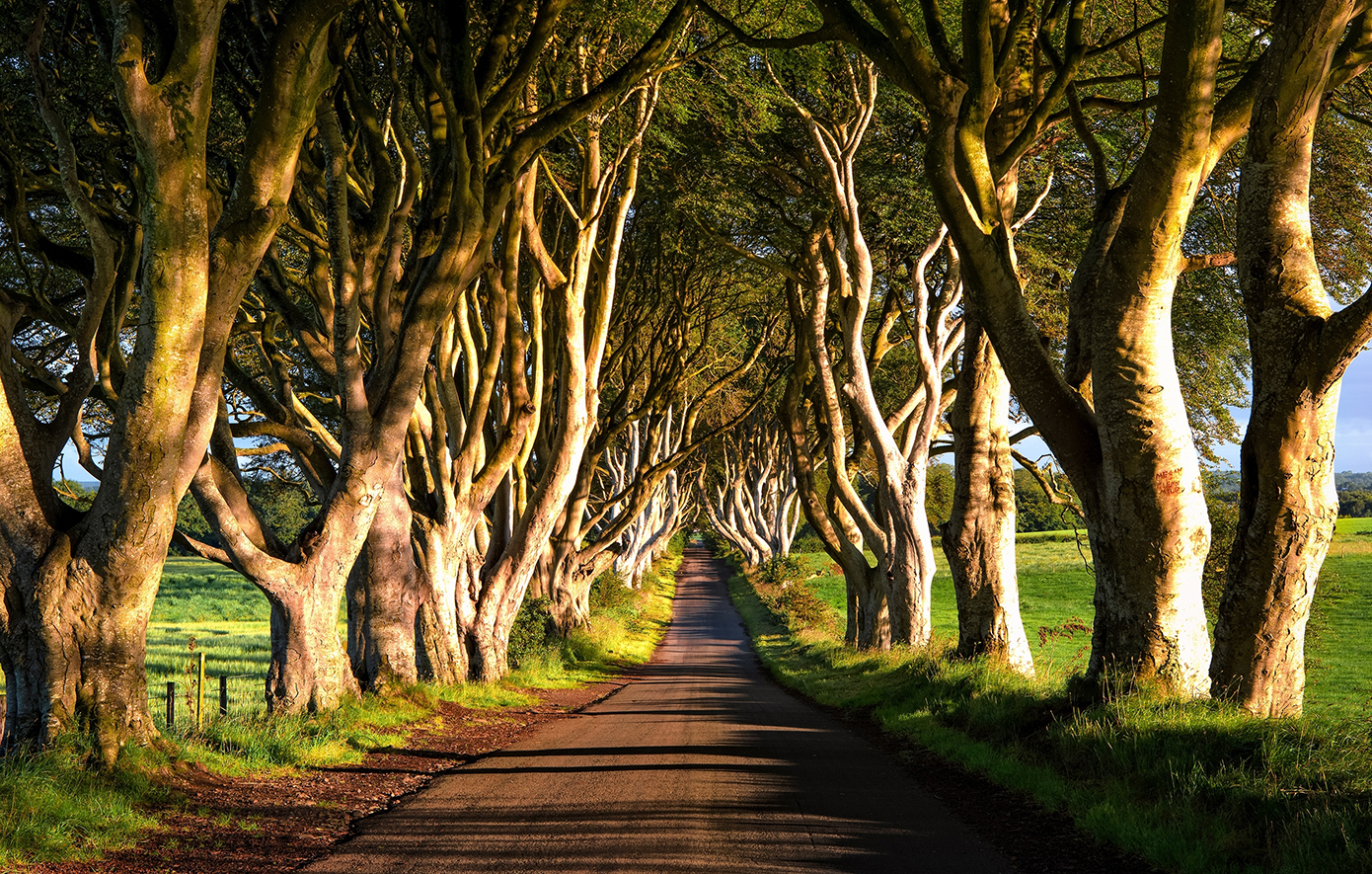 The Dark Hedges Βόρεια Ιρλανδία The Dark Hedges Βόρεια Ιρλανδία