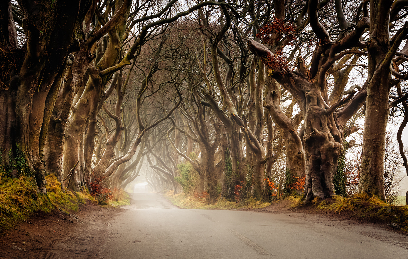 The Dark Hedges Βόρεια Ιρλανδία The Dark Hedges Βόρεια Ιρλανδία