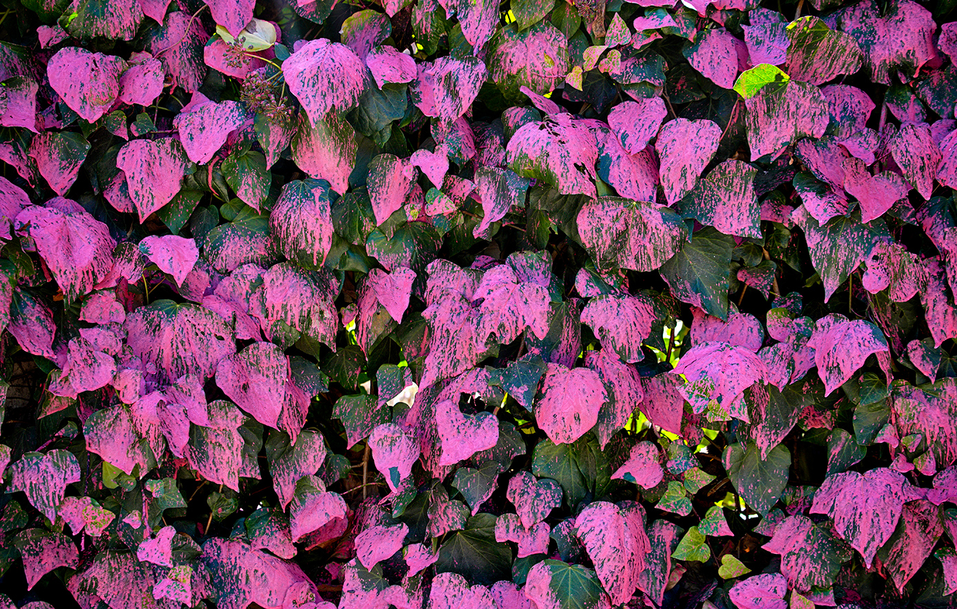 Τι είναι η ροζ σκόνη που χρησιμοποιείται για την καταπολέμηση των φωτιών στο Λος Άντζελες και γιατί έχει προκαλέσει αντιδράσεις Τι είναι η ροζ σκόνη που χρησιμοποιείται για την καταπολέμηση των φωτιών στο Λος Άντζελες και γιατί έχει προκαλέσει αντιδράσεις