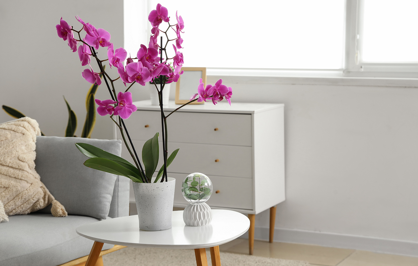 Ορχιδέες Ορχιδέες