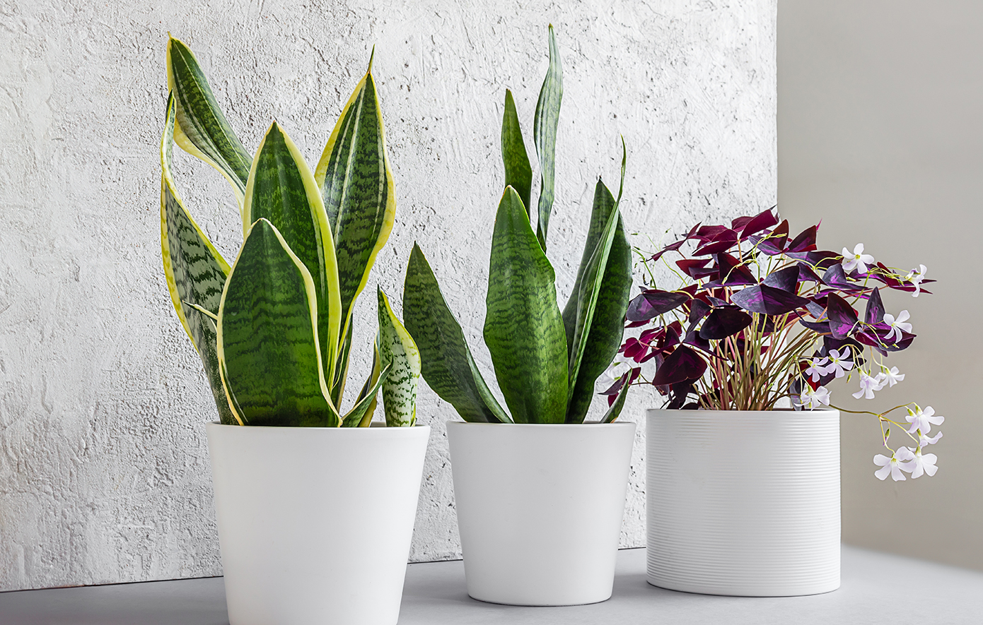 Λουλούδια Λουλούδια