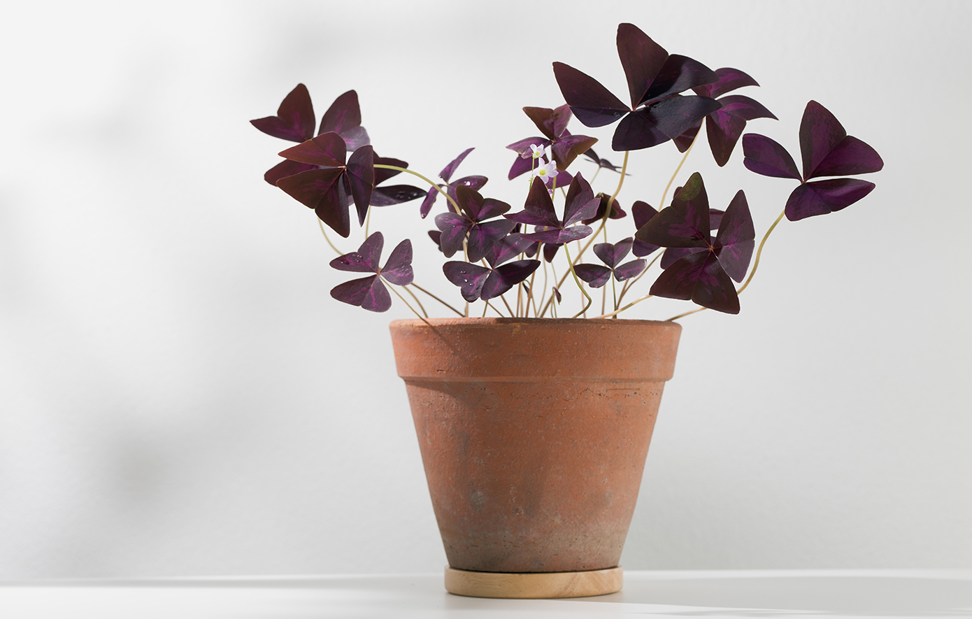 Τυχερό τριφύλλι Τυχερό τριφύλλι