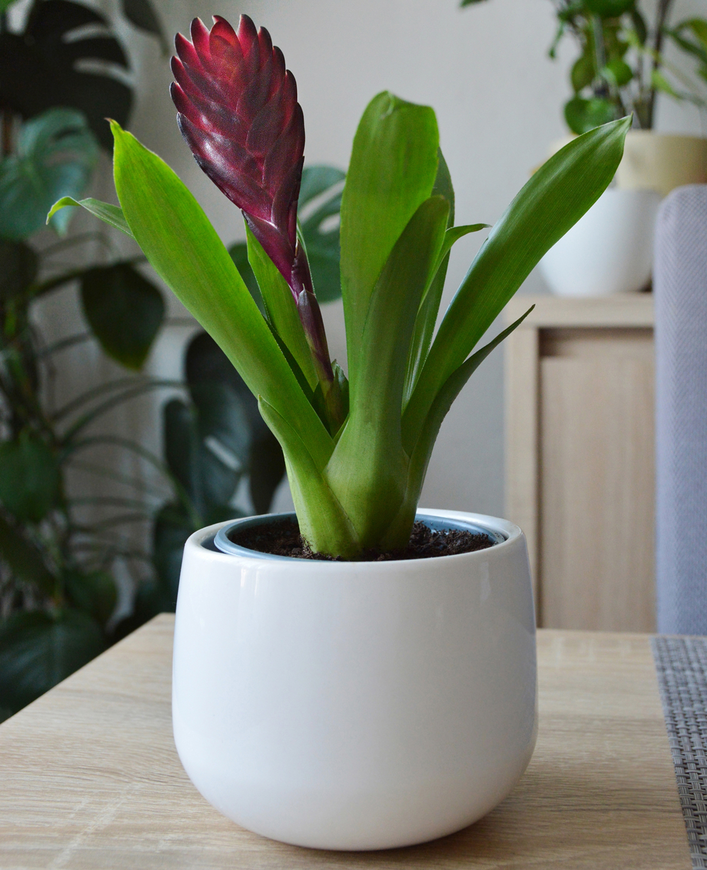 Λουλούδια Λουλούδια