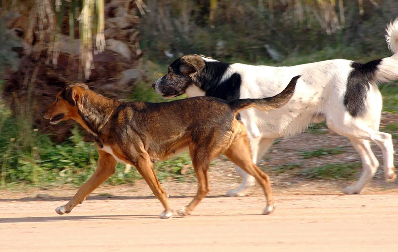 Πεινασμένα σκυλιά κατασπάραξαν τη νεκρή ιδιοκτήτριά τους – Ο αδερφός της έκανε τη μακάβρια ανακάλυψη