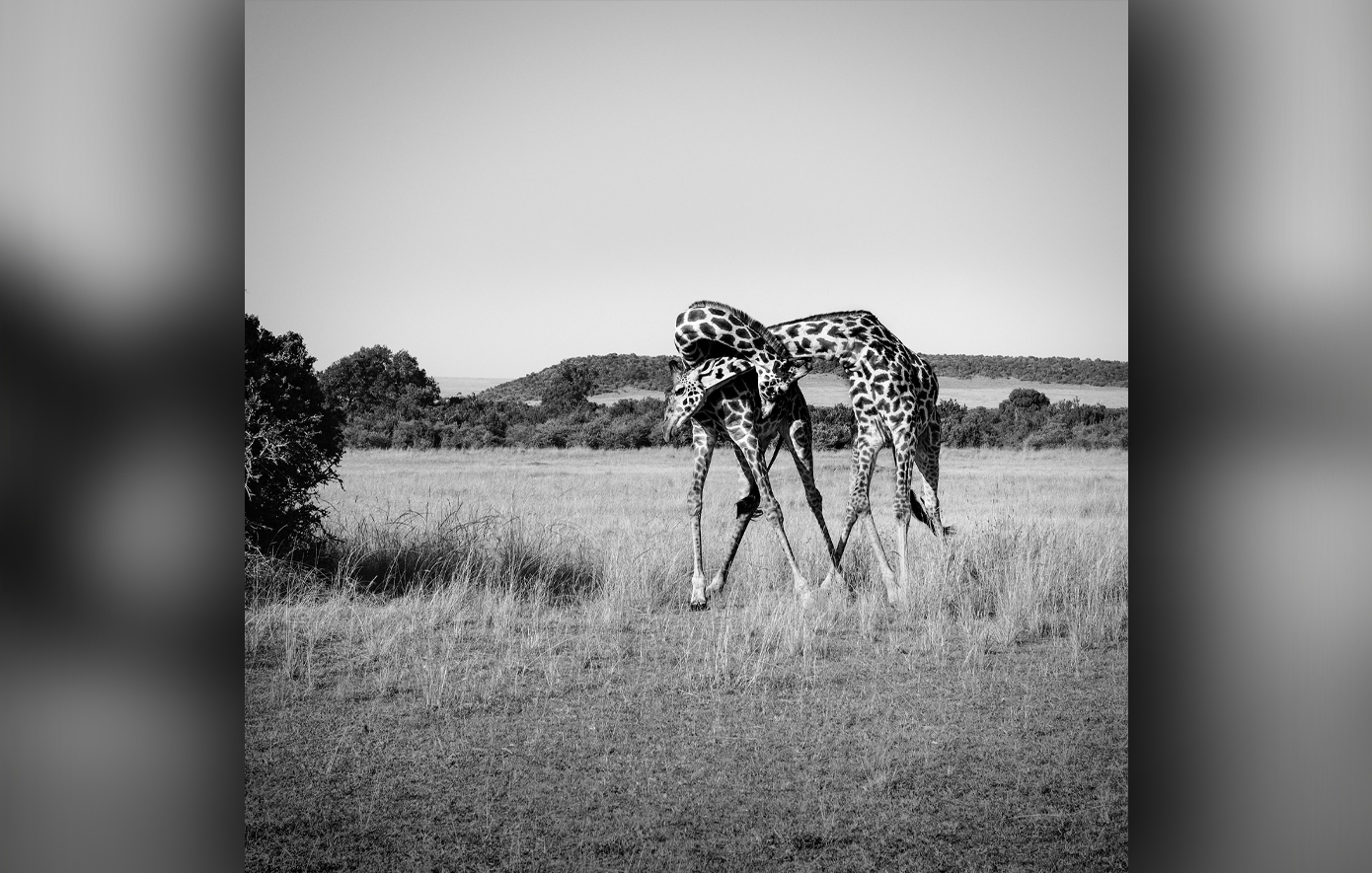 Έλενα Συράκα Έλενα Συράκα