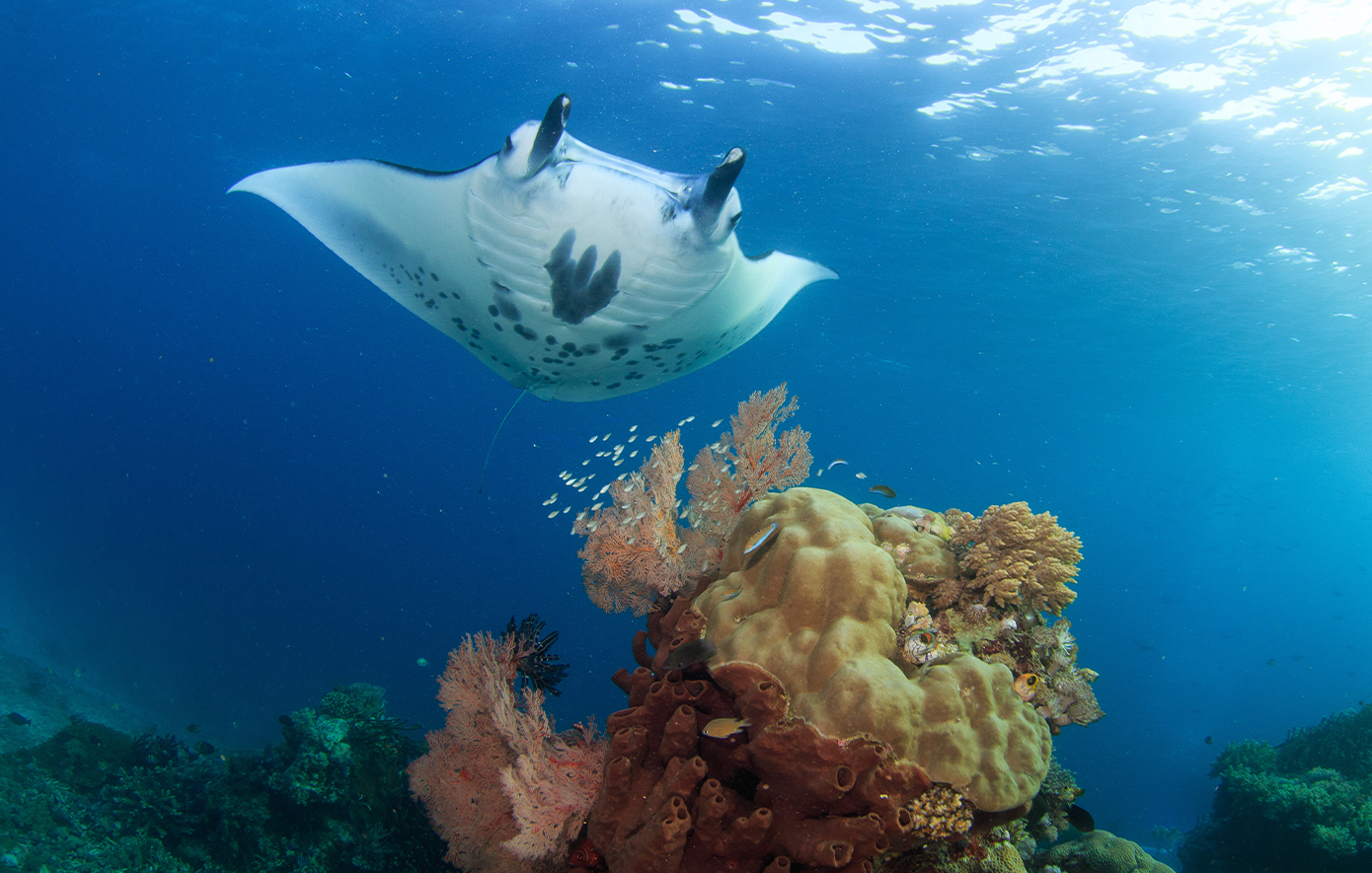 Εθνικό Πάρκο Κομόντο, Ινδονησία Εθνικό Πάρκο Κομόντο, Ινδονησία