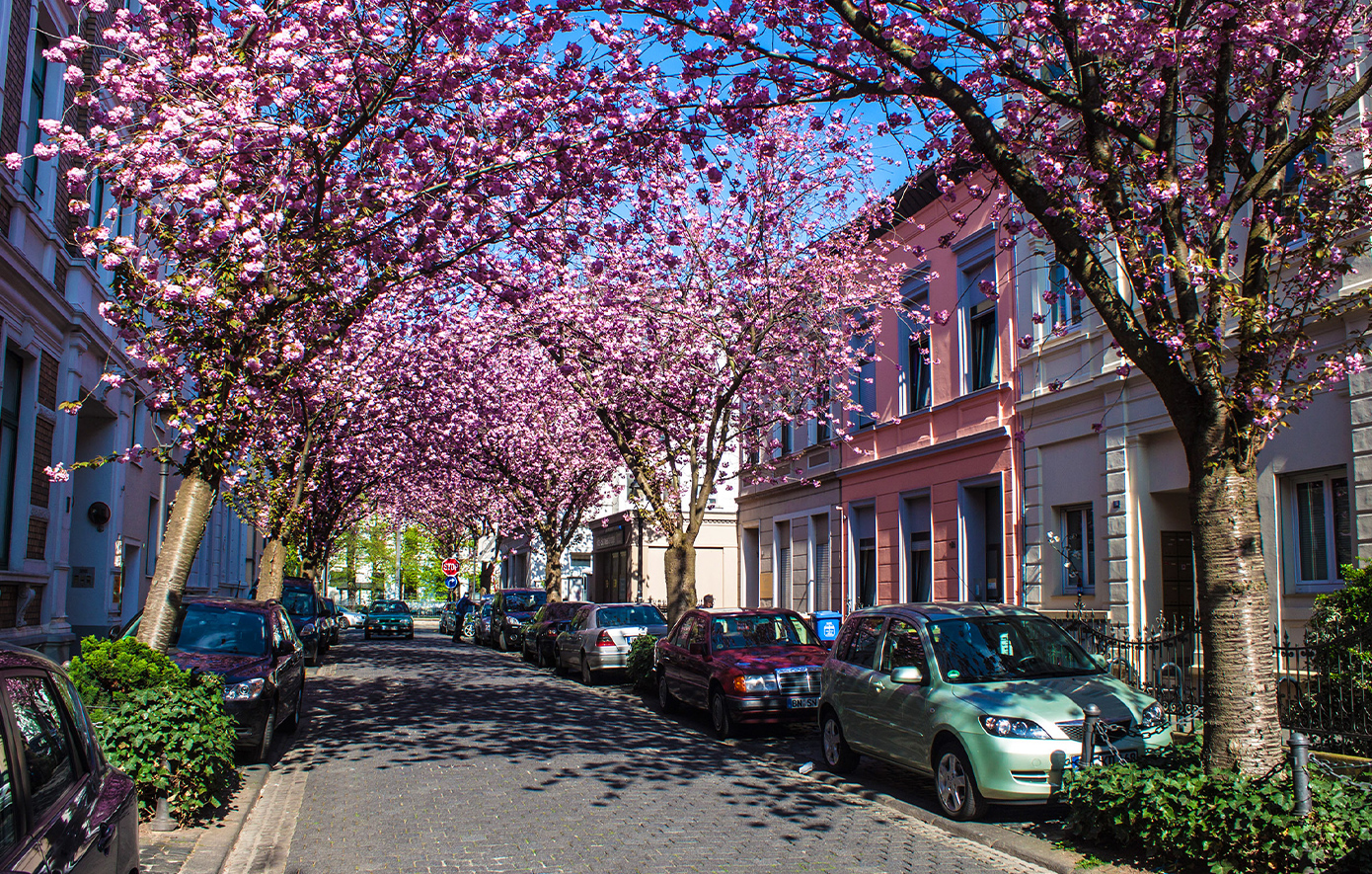Βόννη, δρόμος με τις ανθισμένες κερασιές