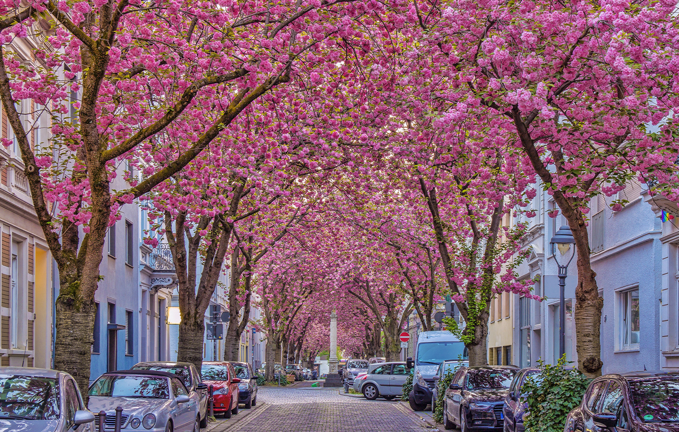 Βόννη, δρόμος με τις ανθισμένες κερασιές