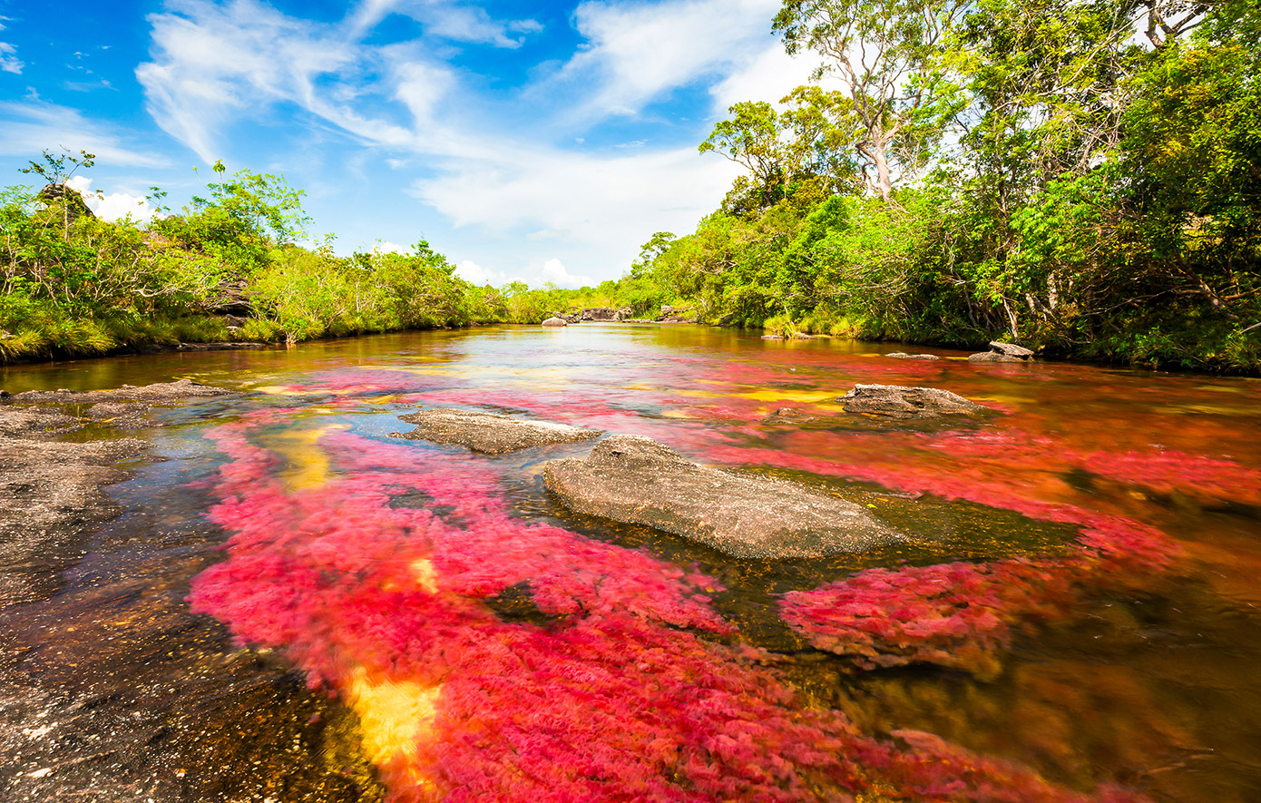 Ποταμός Cano Cristales, Κολομβία Ποταμός Cano Cristales, Κολομβία