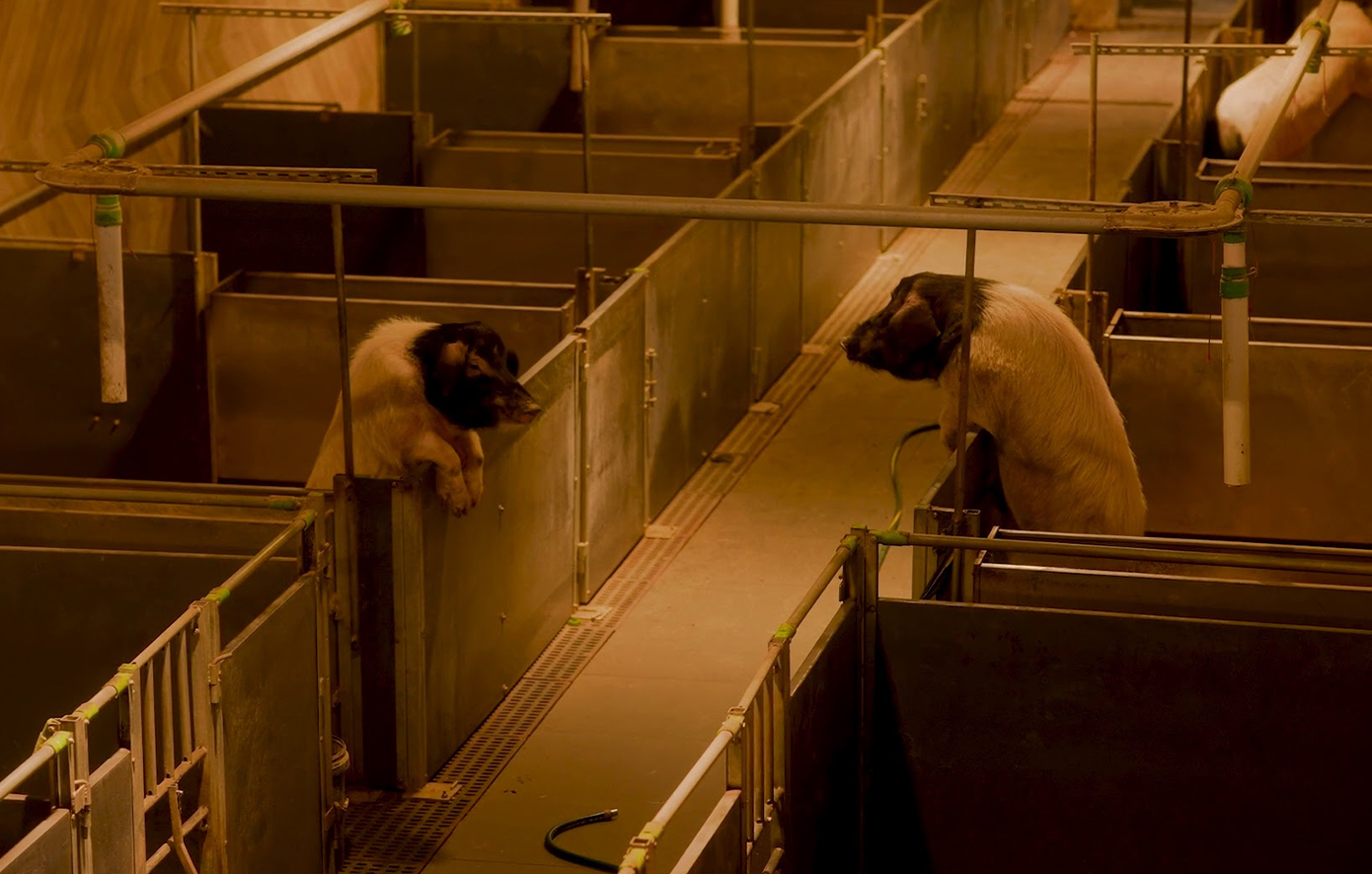 «Why Look at Animals? Δικαιοσύνη για τη μη ανθρώπινη ζωή» &#8211; Η έκθεση στο ΕΜΣΤ που αξίζει να δούνε όλοι