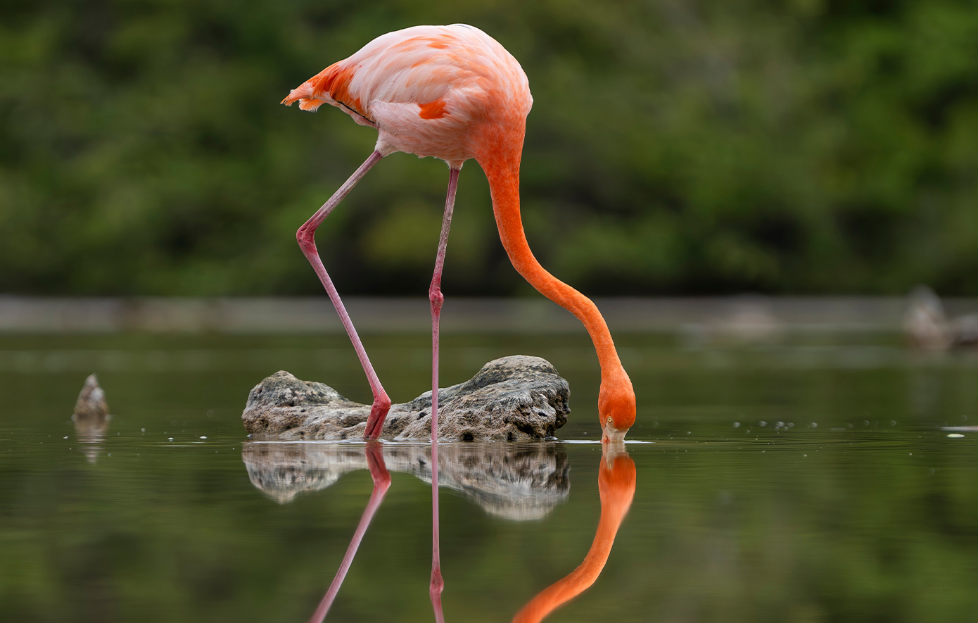 Νησιά Γκαλαπάγκος Νησιά Γκαλαπάγκος