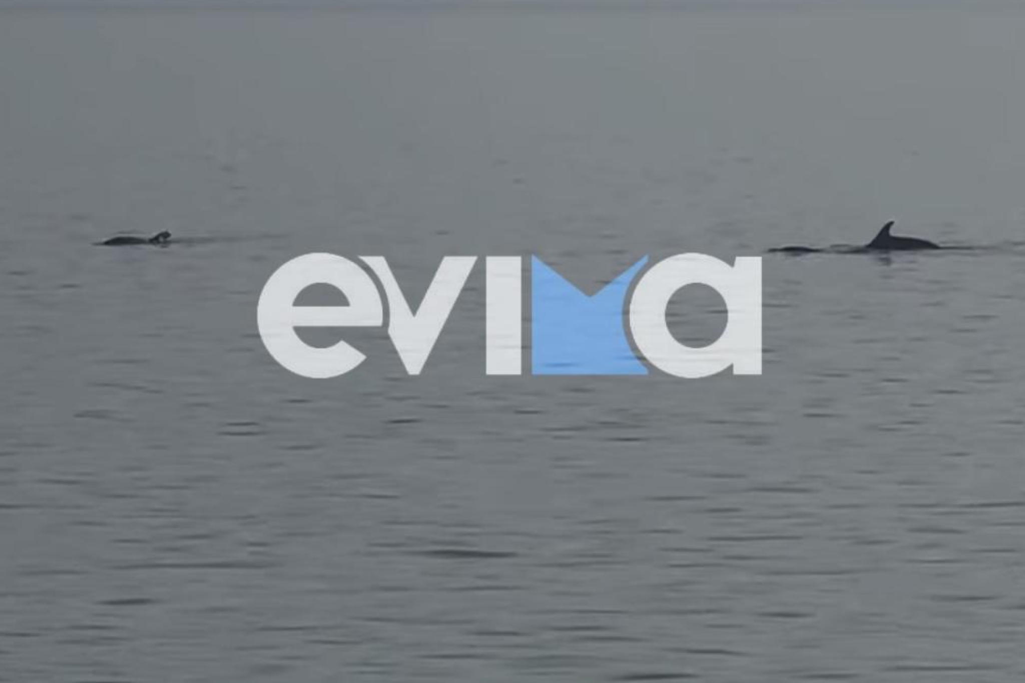 Μοναδικό θέαμα στην Εύβοια: Κοπάδι δελφινιών εμφανίστηκε στην Αιδηψό