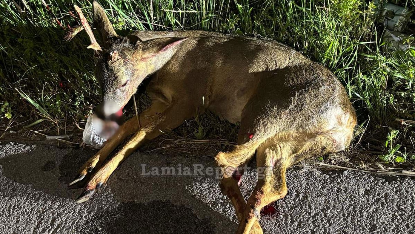 Επιχείρηση διάσωσης ζαρκαδιού στη Φθιώτιδα – Είχε χτυπηθεί από αυτοκίνητο