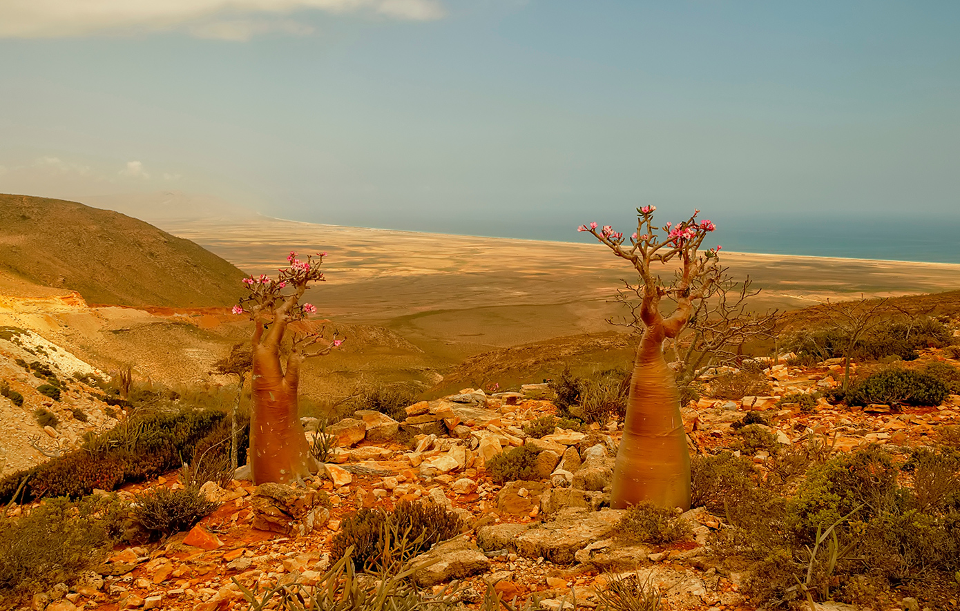 Socotra Σομαλία Socotra Σομαλία