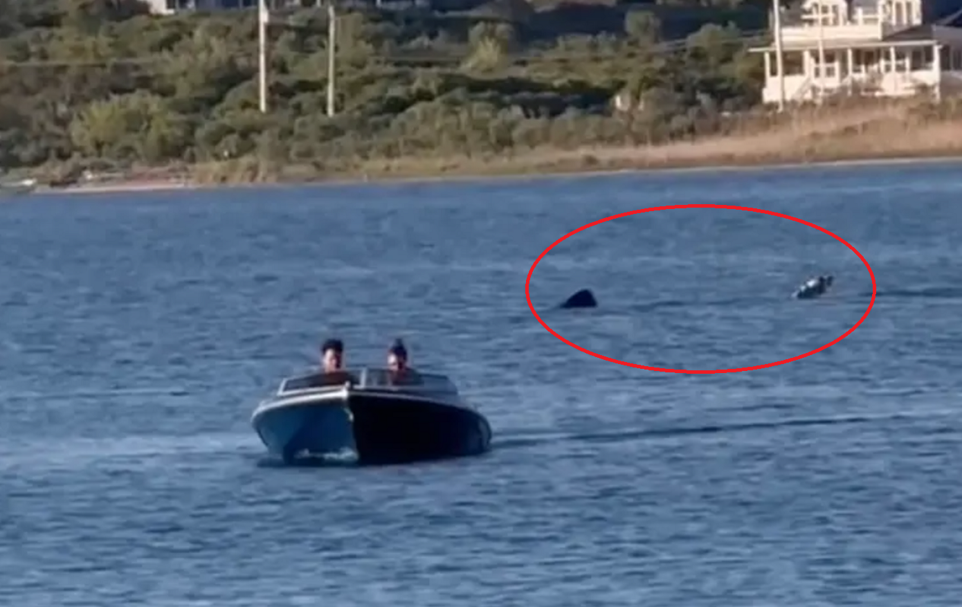 Καρχαρίας 6 μέτρων εθεάθη σε δημοφιλή καλοκαιρινό προορισμό &#8211; Πήρε στο κατόπι μικρό σκάφος, χωρίς να τον αντιληφθούν