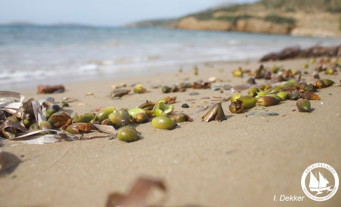 Το σπάνιο φαινόμενο στις ελληνικές παραλίες – Τι να κάνετε αν δείτε αυτούς τους καρπούς