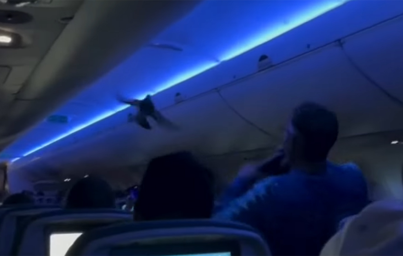 Χάος σε πτήση της Delta: Περιστέρια «εισέβαλαν» στο αεροπλάνο καθυστερώντας την απογείωση