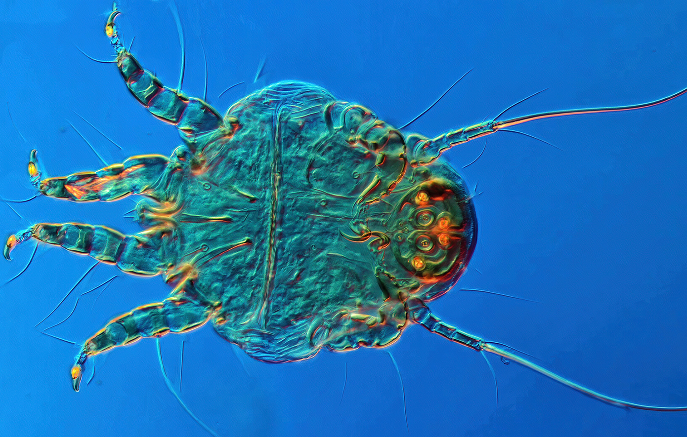 Ακάρεα Ακάρεα