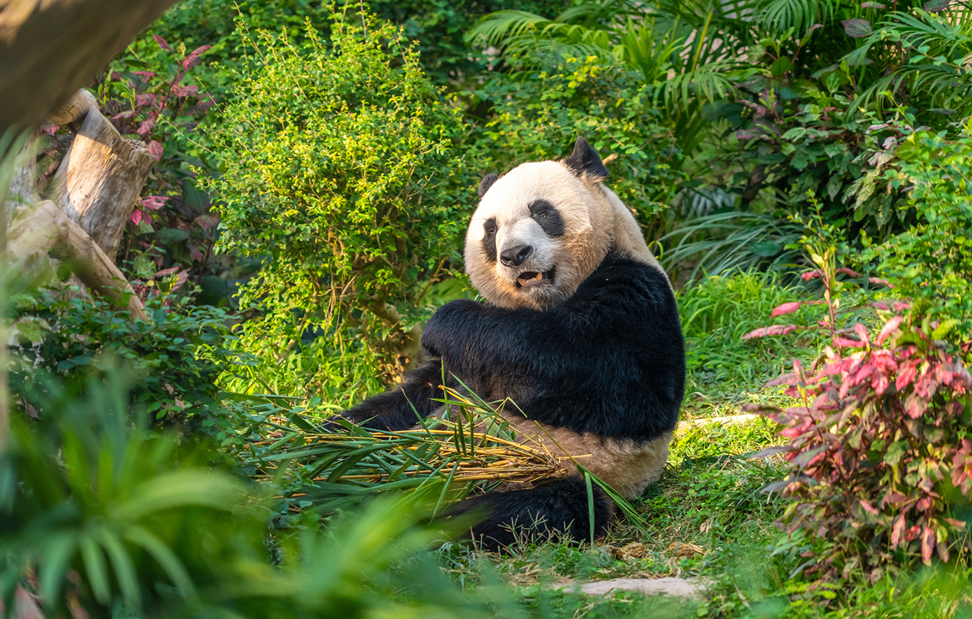 Τσενγκντού Κίνα