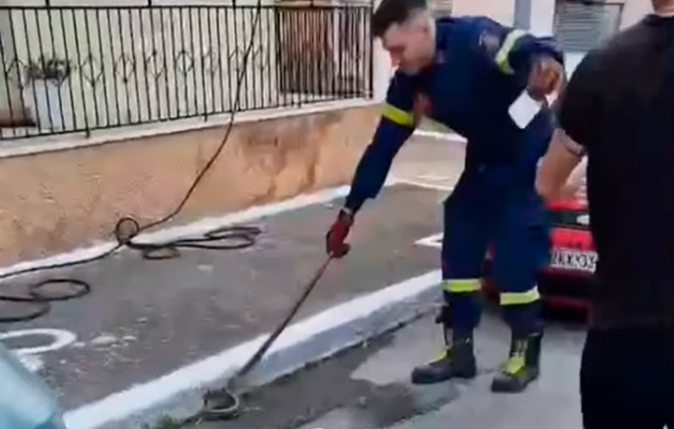 Σπάρτη: Φίδι στην αυλή σπιτιού έσπειρε τον πανικό