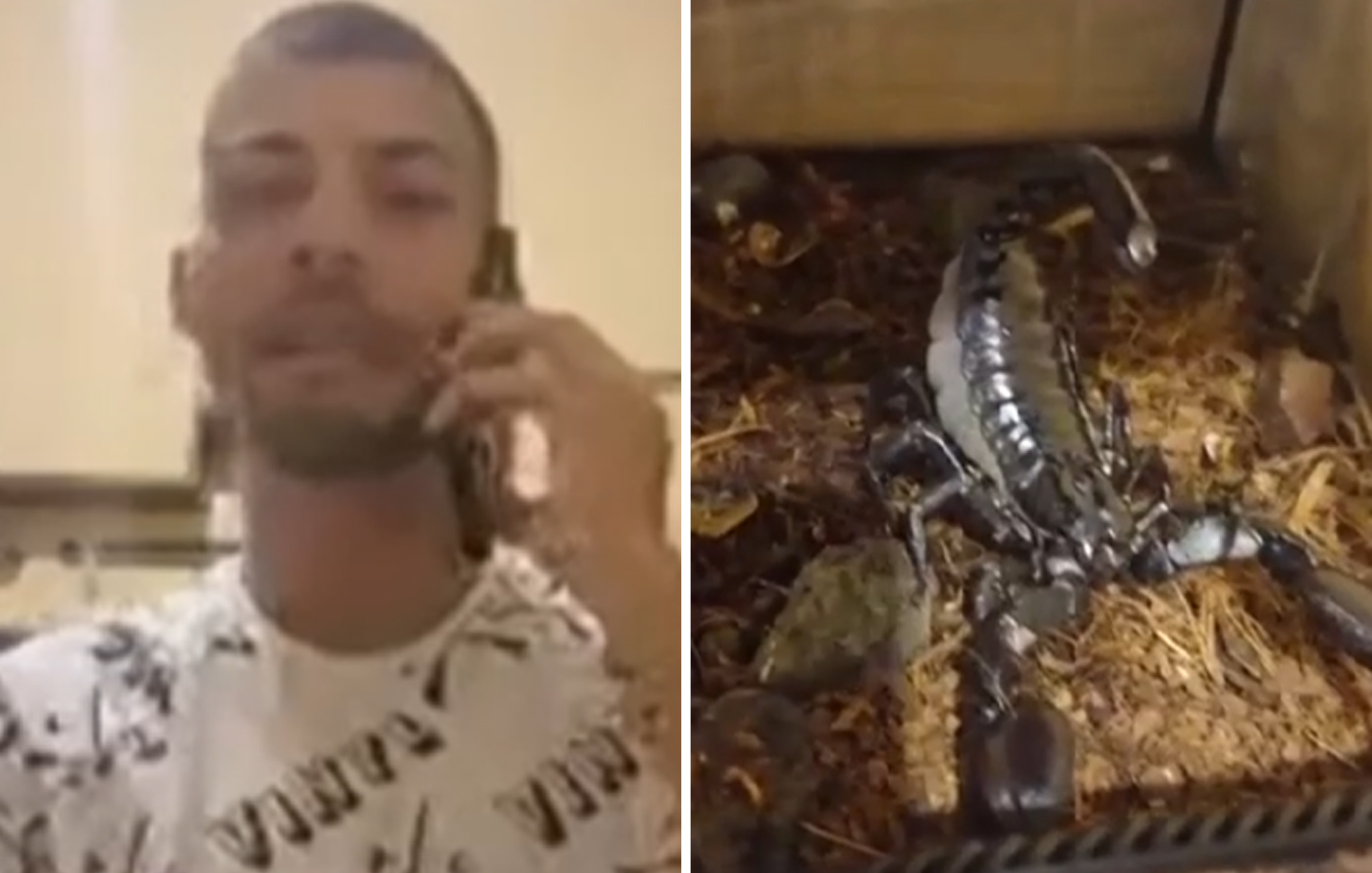 Θεσσαλονικιός έχει 17 σκορπιούς για κατοικίδια: Τους έπιασε στη φύση και τούς έβαλε στο δωμάτιο του