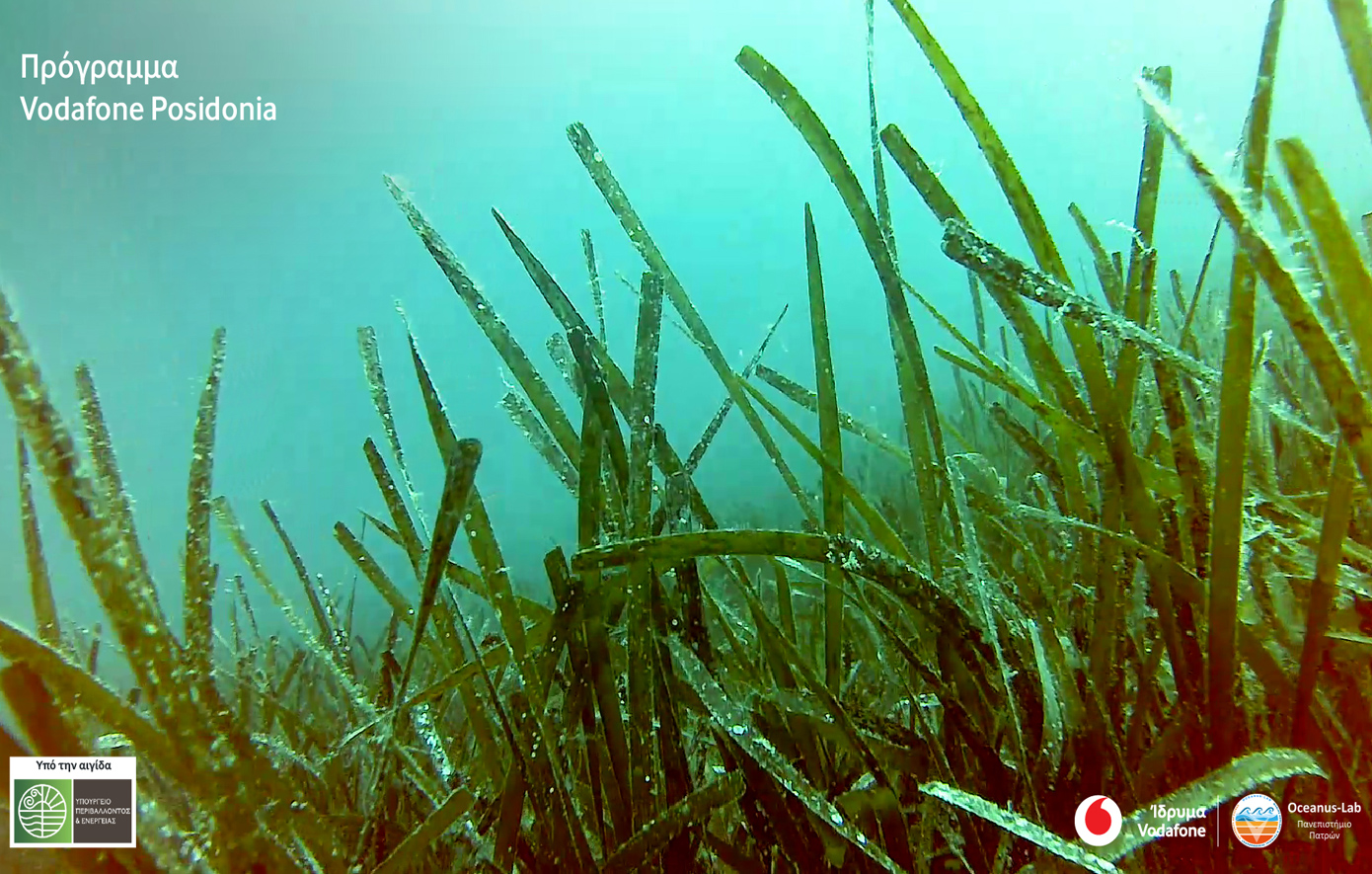 Vodafone Posidonia: Στην «επιφάνεια» περισσότερα υποθαλάσσια λιβάδια Ποσειδωνίας
