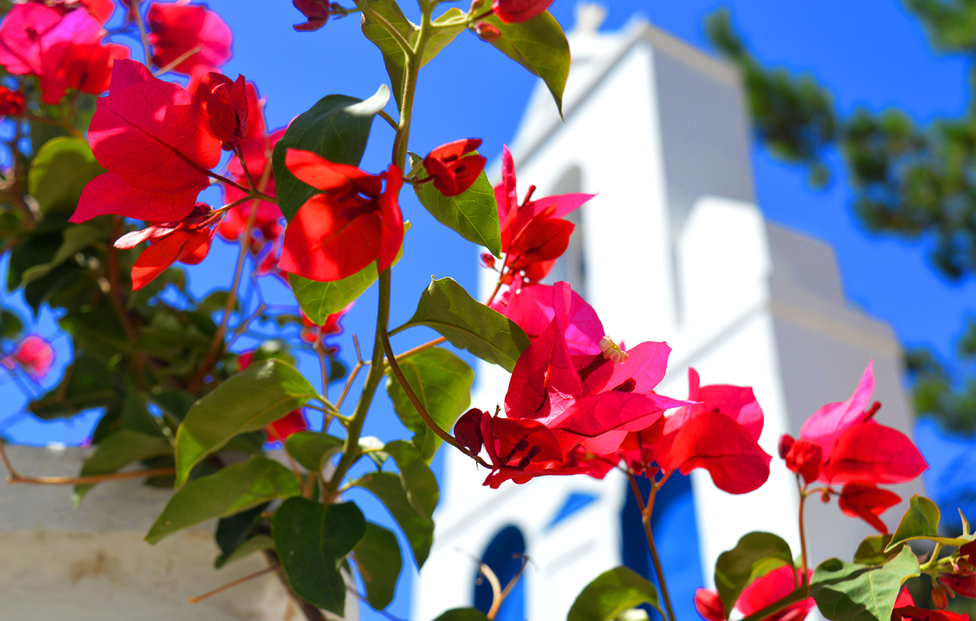 Δρυοπίδα Κύθνος Δρυοπίδα Κύθνος
