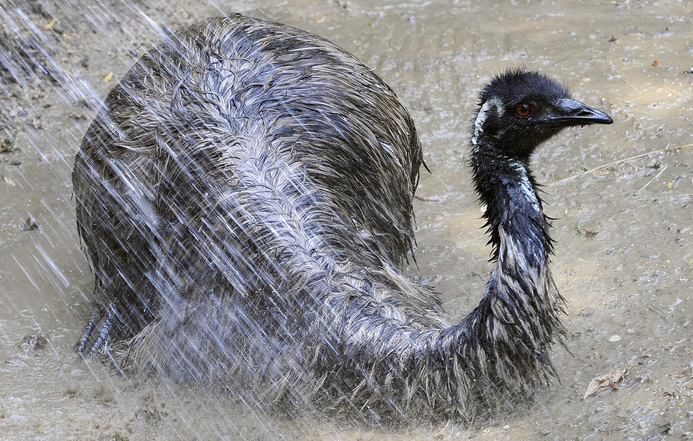 Emu