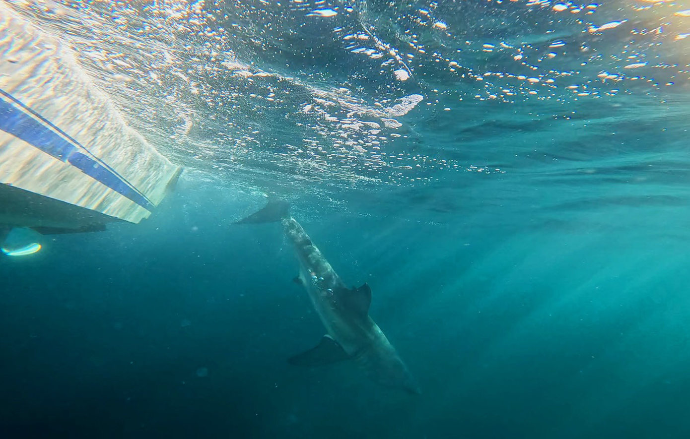 Τουρίστρια από την Ελβετία η νεαρή γυναίκα που κατασπάραξε καρχαρίας στην Αυστραλία