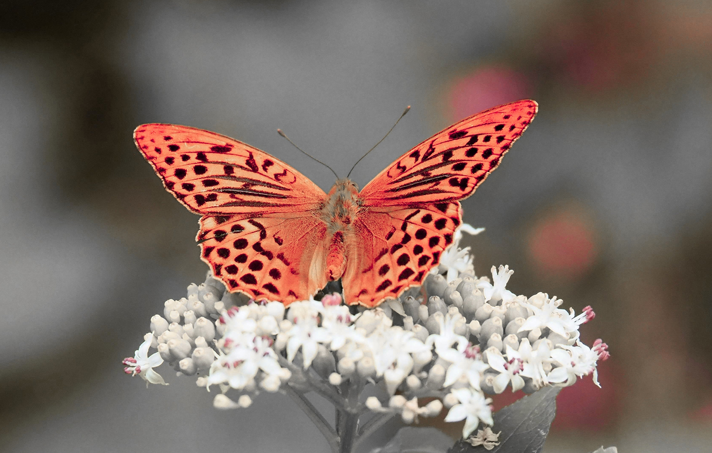Πεταλούδα σε λουλούδι Πεταλούδα σε λουλούδι