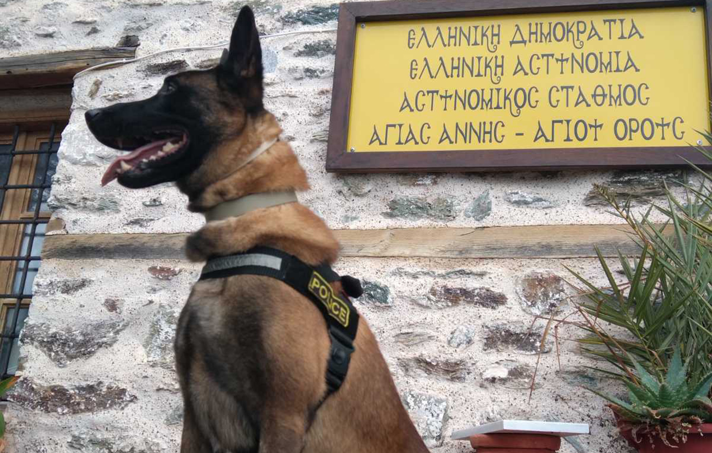 Ο πιο διάσημος σκύλος περιπολίας της ΕΛ.ΑΣ. βγαίνει στη σύνταξη: «Ο Όσκαρ ποτέ δεν έκανε πίσω»