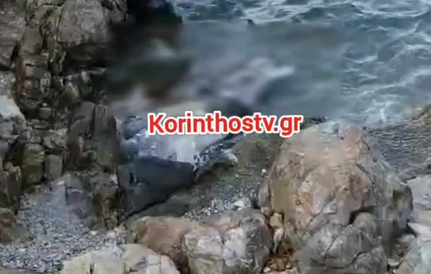 Νεκρή φώκια στο Αμόνι Κορινθίας – Εντοπίστηκε να επιπλέει κοντά σε βράχια