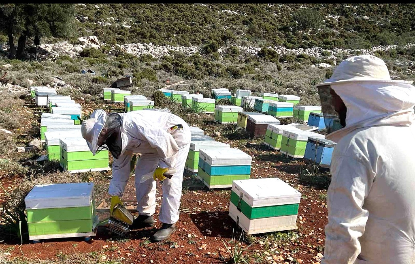 Η InterMed στηρίζει τη μελισσοκομία στο Καστελλόριζο